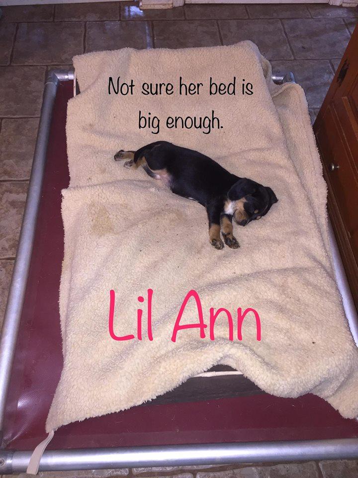 Lil Ann 1