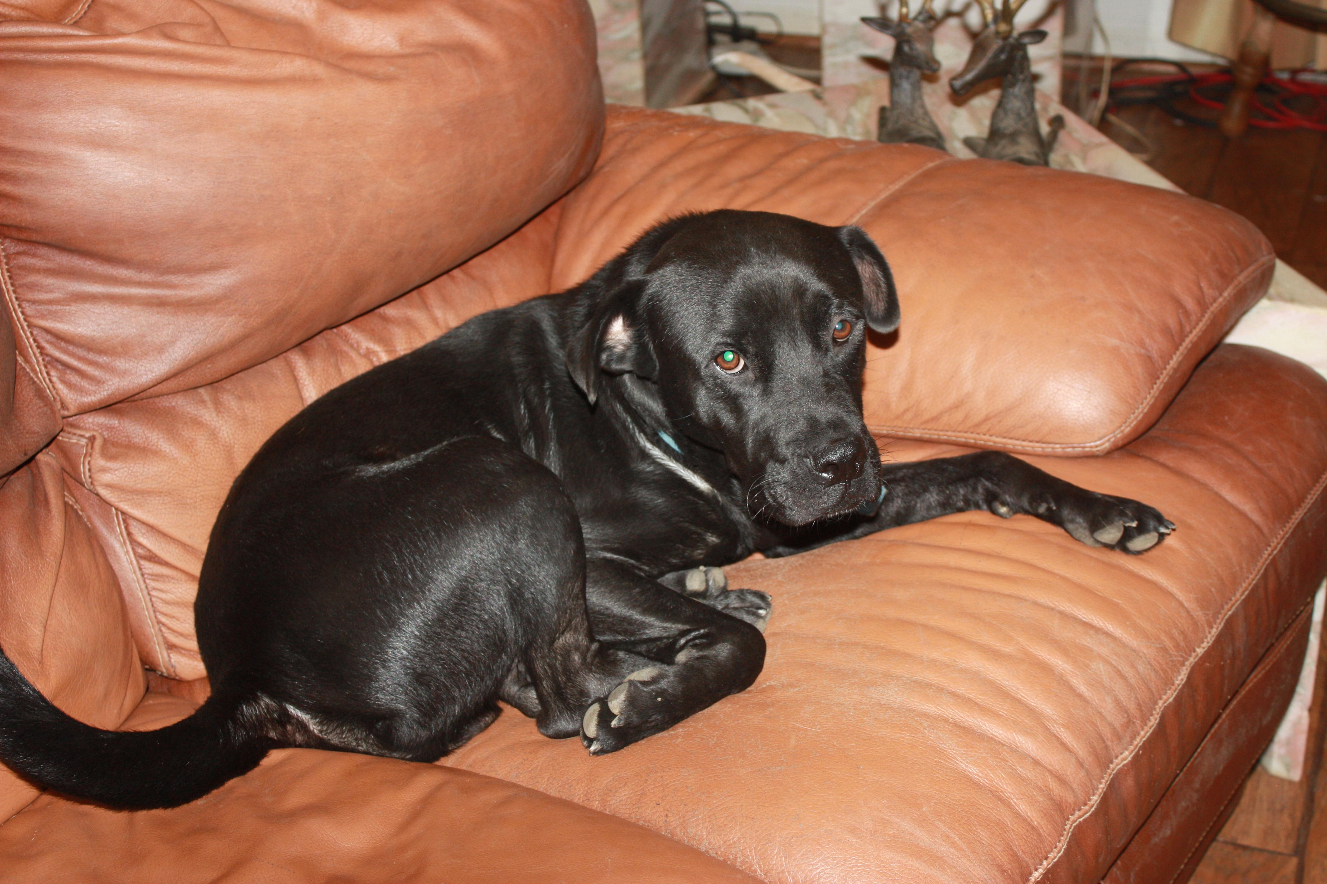 Buddy, an adoptable Boxer, Labrador Retriever in Blanco, TX, 78606 | Photo Image 3
