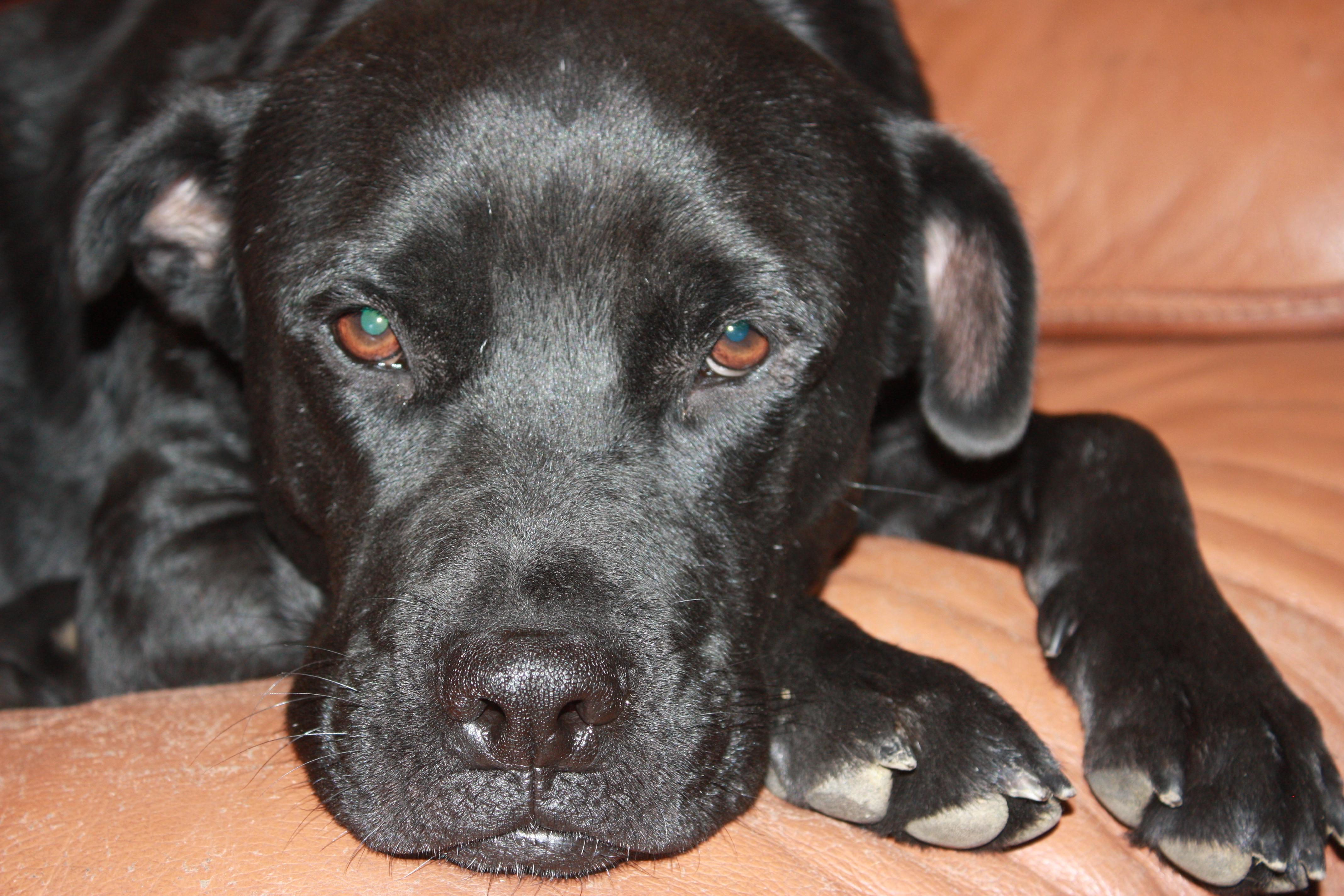 Buddy, an adoptable Boxer, Labrador Retriever in Blanco, TX, 78606 | Photo Image 1