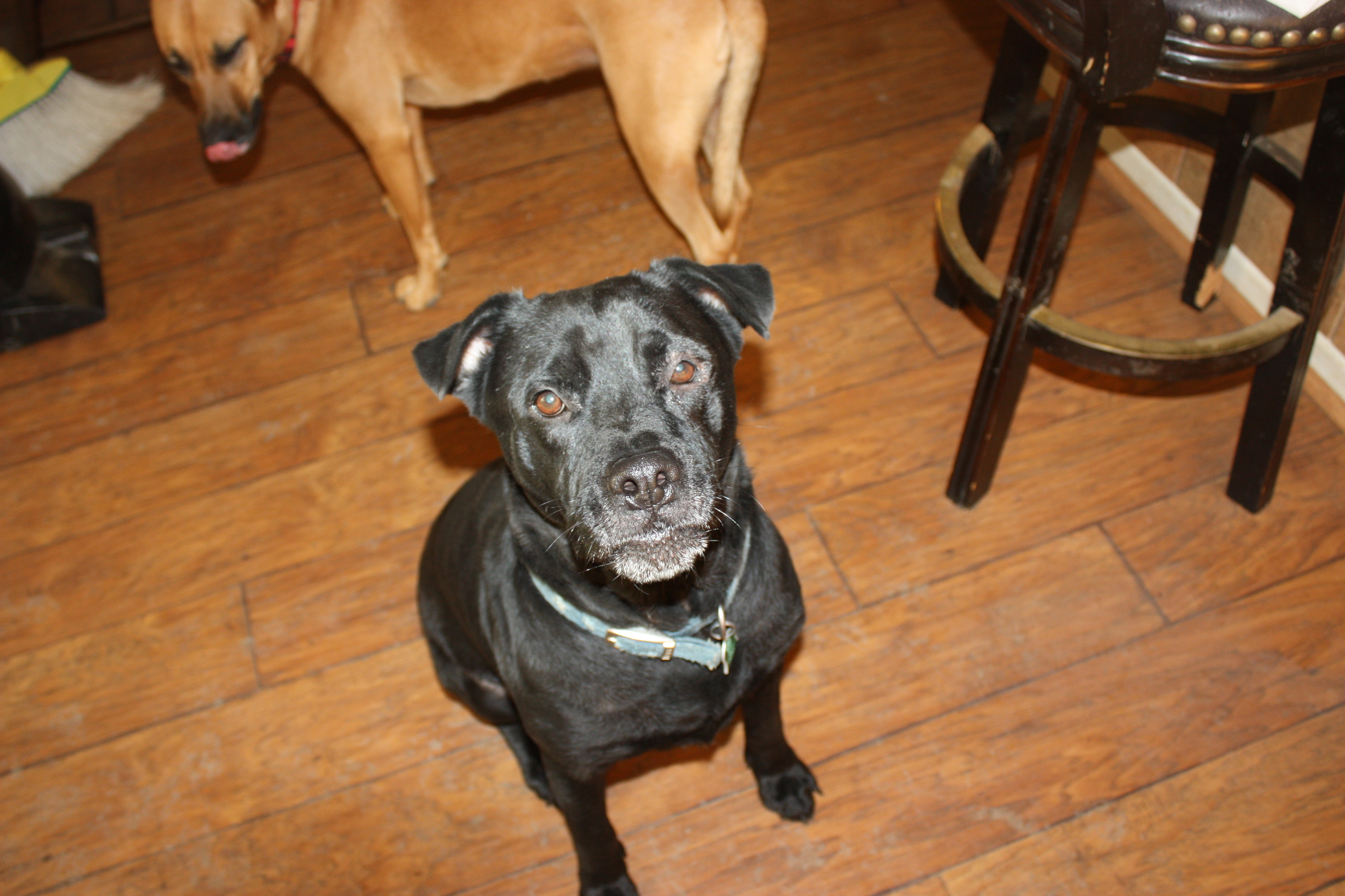 Buddy, an adoptable Boxer, Labrador Retriever in Blanco, TX, 78606 | Photo Image 4