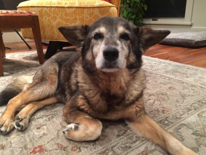 Ellie (In Hospice Home) 1