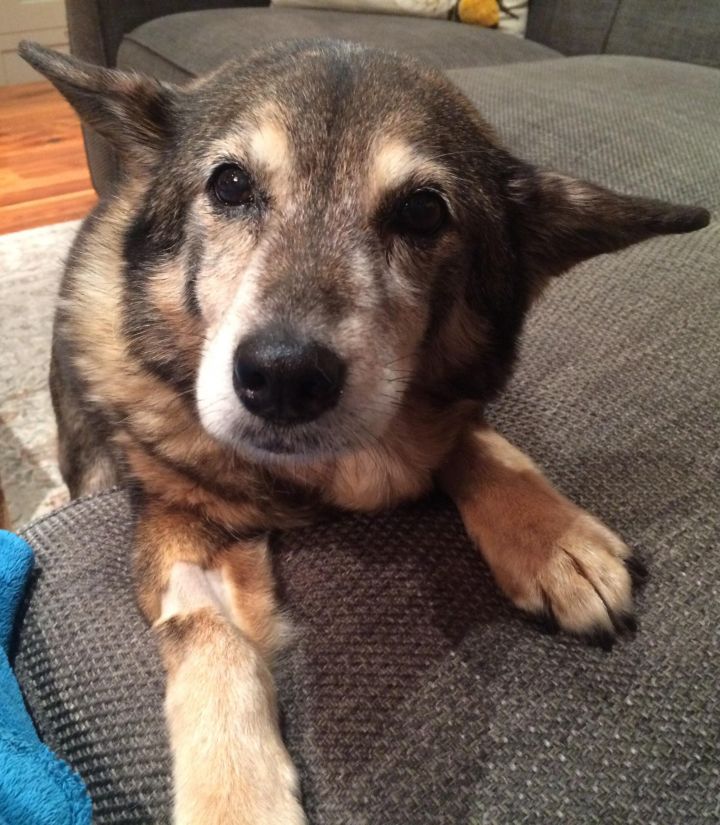 Ellie (In Hospice Home) 3