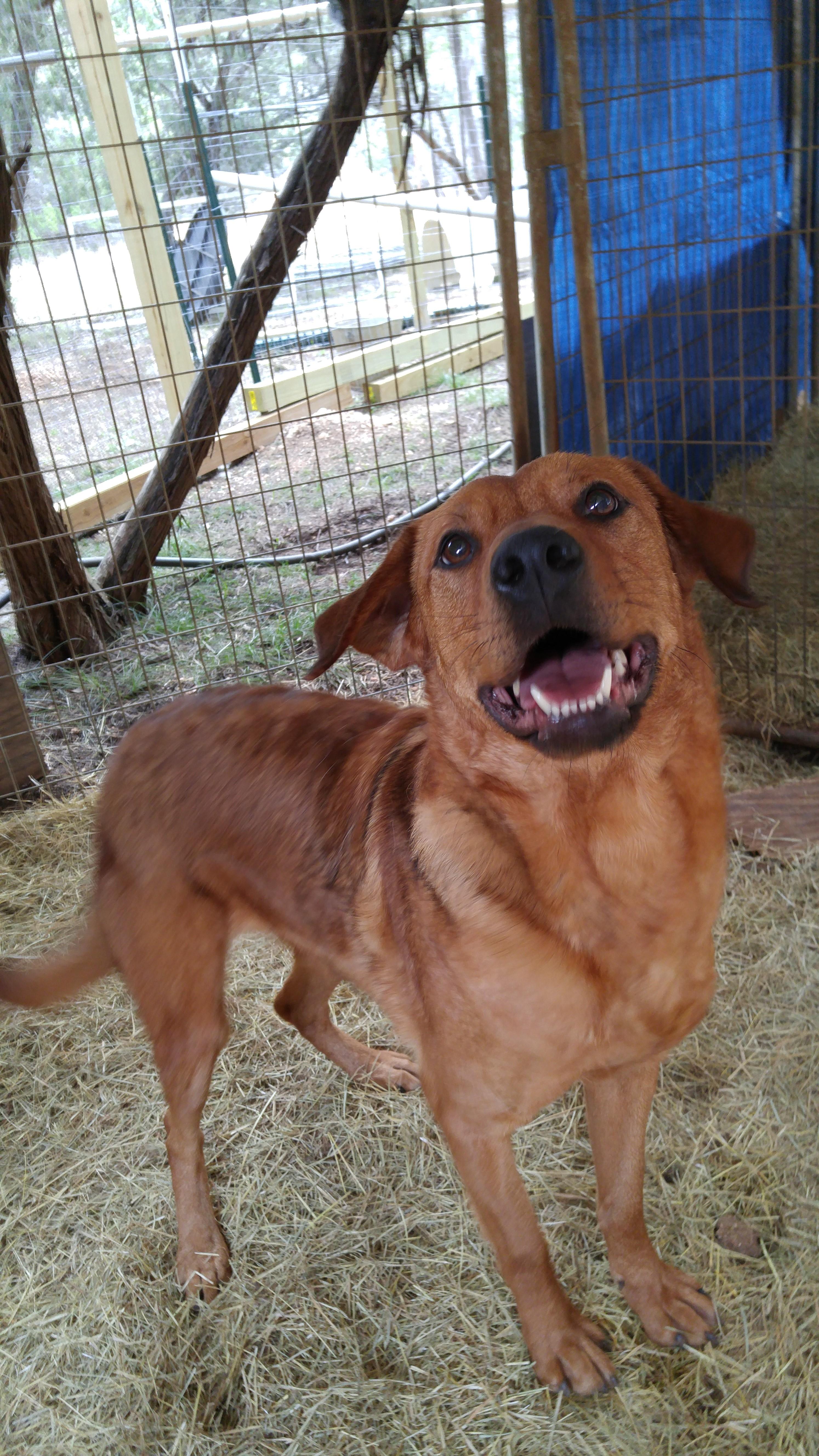 Lisa, an adoptable Golden Retriever in Blanco, TX, 78606 | Photo Image 1