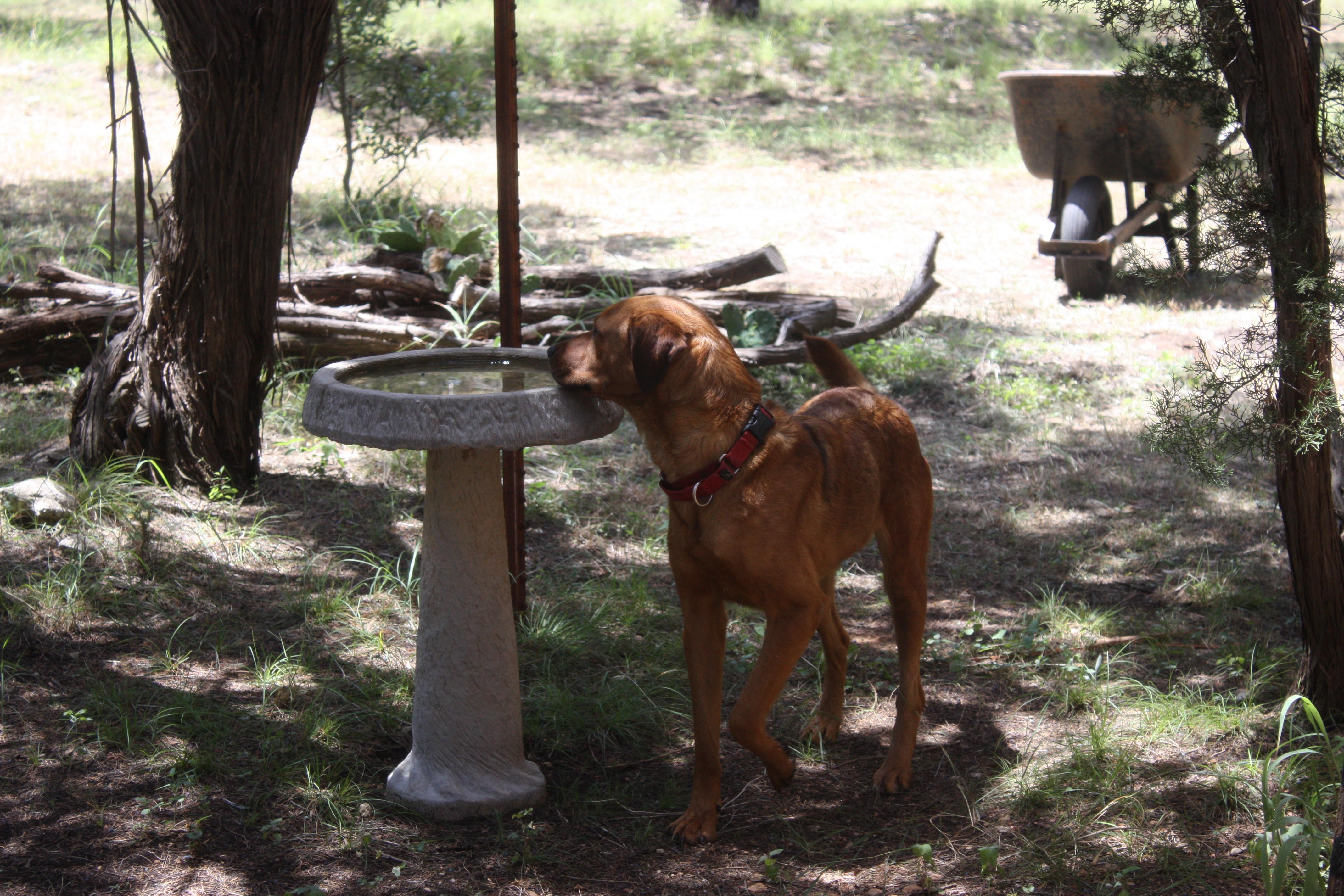 Lisa, an adoptable Golden Retriever in Blanco, TX, 78606 | Photo Image 2