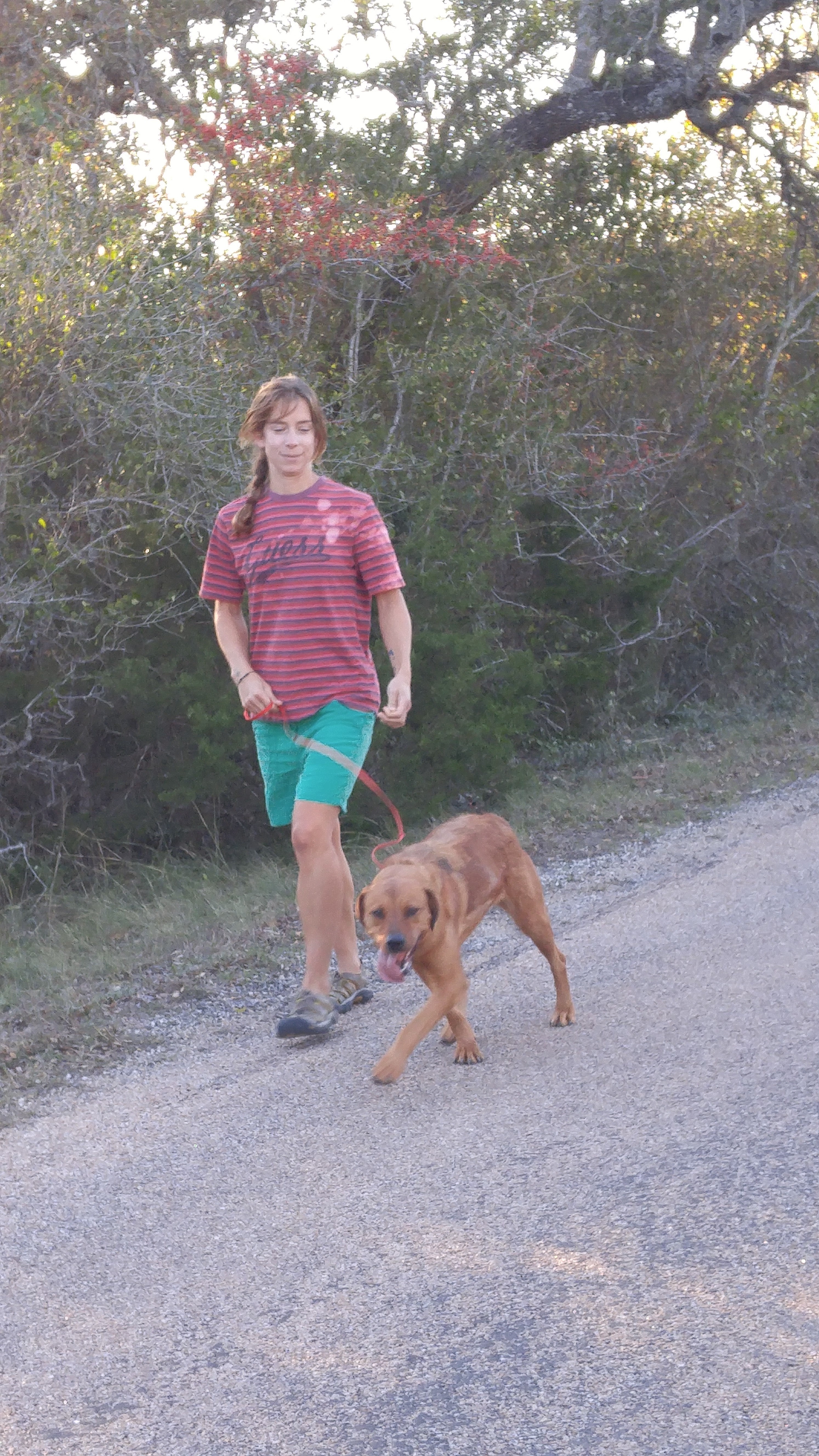 Lisa, an adoptable Golden Retriever in Blanco, TX, 78606 | Photo Image 3