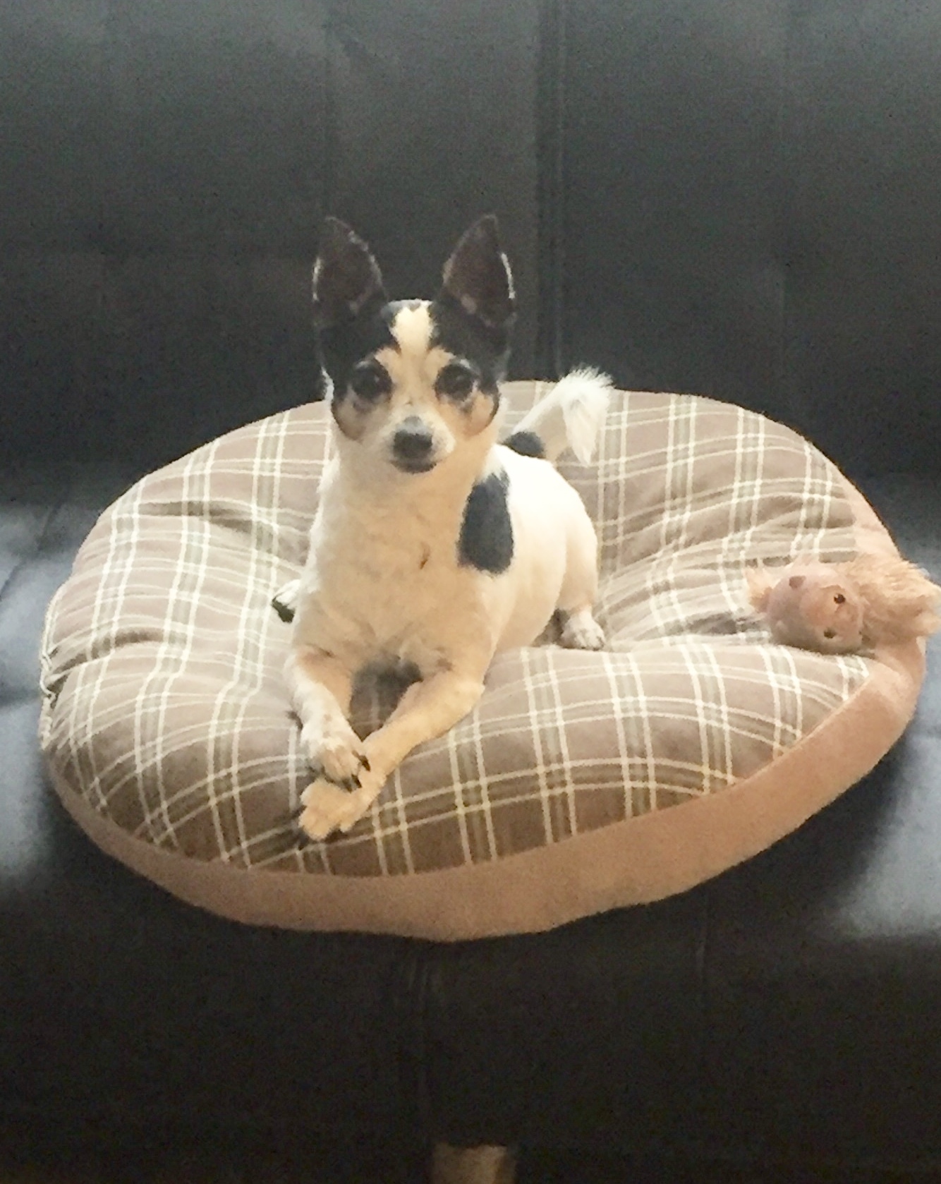toy fox terrier and chihuahua mix