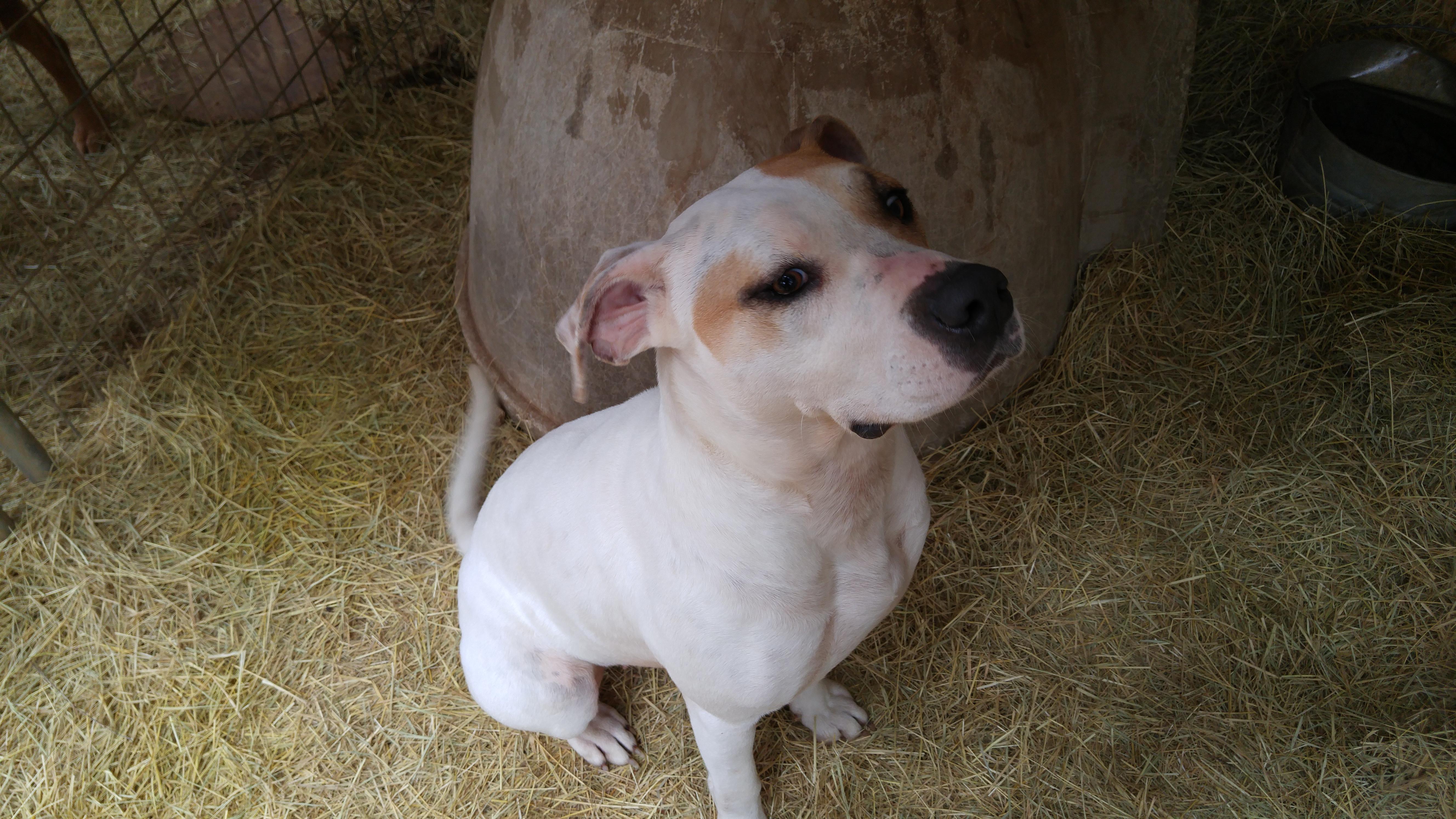 Penny, an adoptable American Staffordshire Terrier, Labrador Retriever in Blanco, TX, 78606 | Photo Image 2