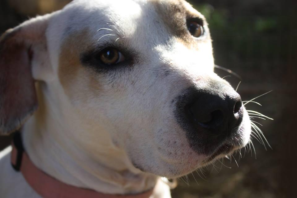 Penny, an adoptable American Staffordshire Terrier, Labrador Retriever in Blanco, TX, 78606 | Photo Image 1