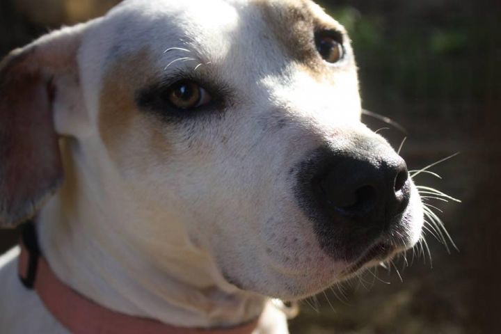 Penny, an adoptable American Staffordshire Terrier & Labrador Retriever Mix in Blanco, TX_image-1