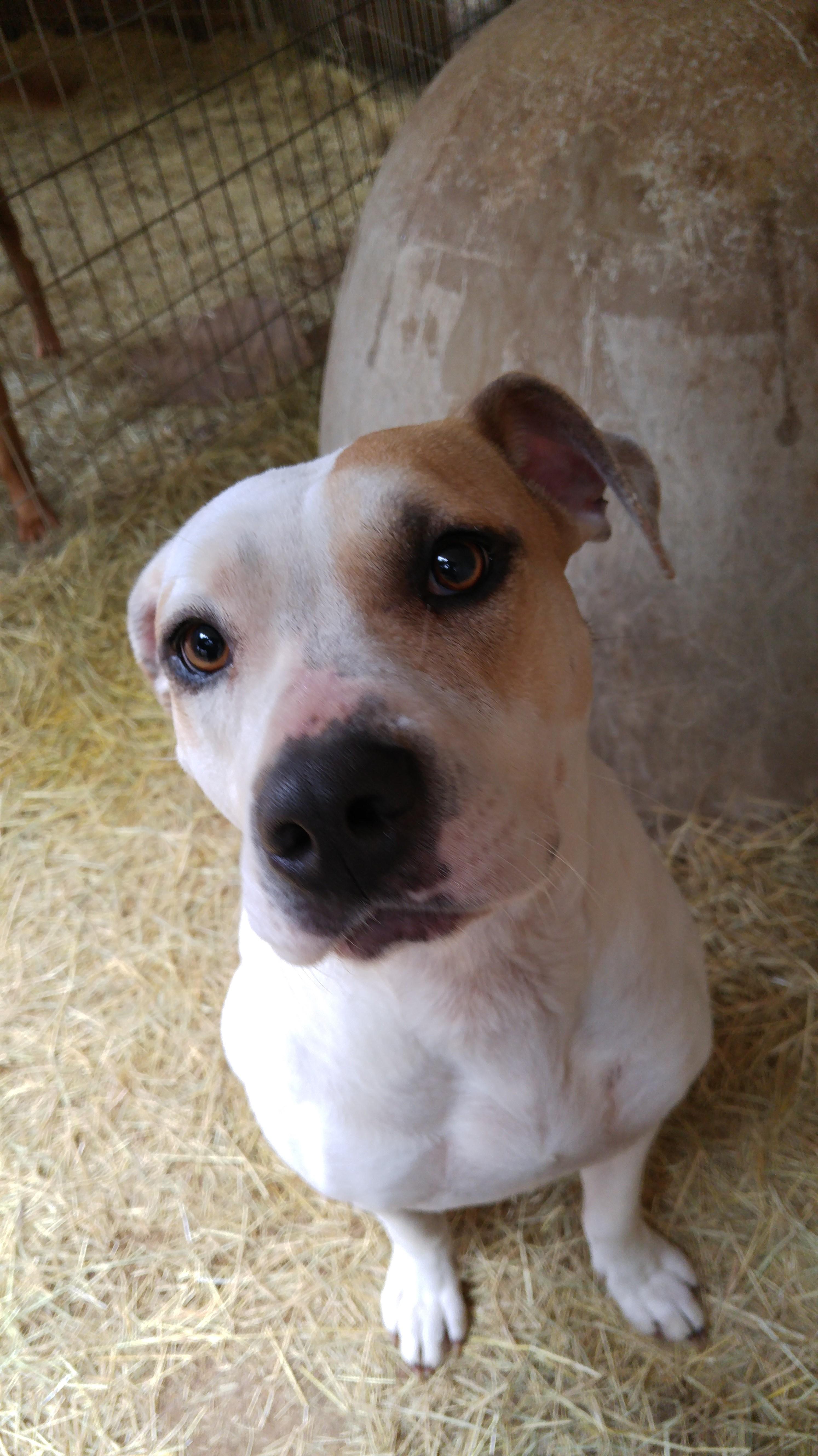 Penny, an adoptable American Staffordshire Terrier, Labrador Retriever in Blanco, TX, 78606 | Photo Image 3
