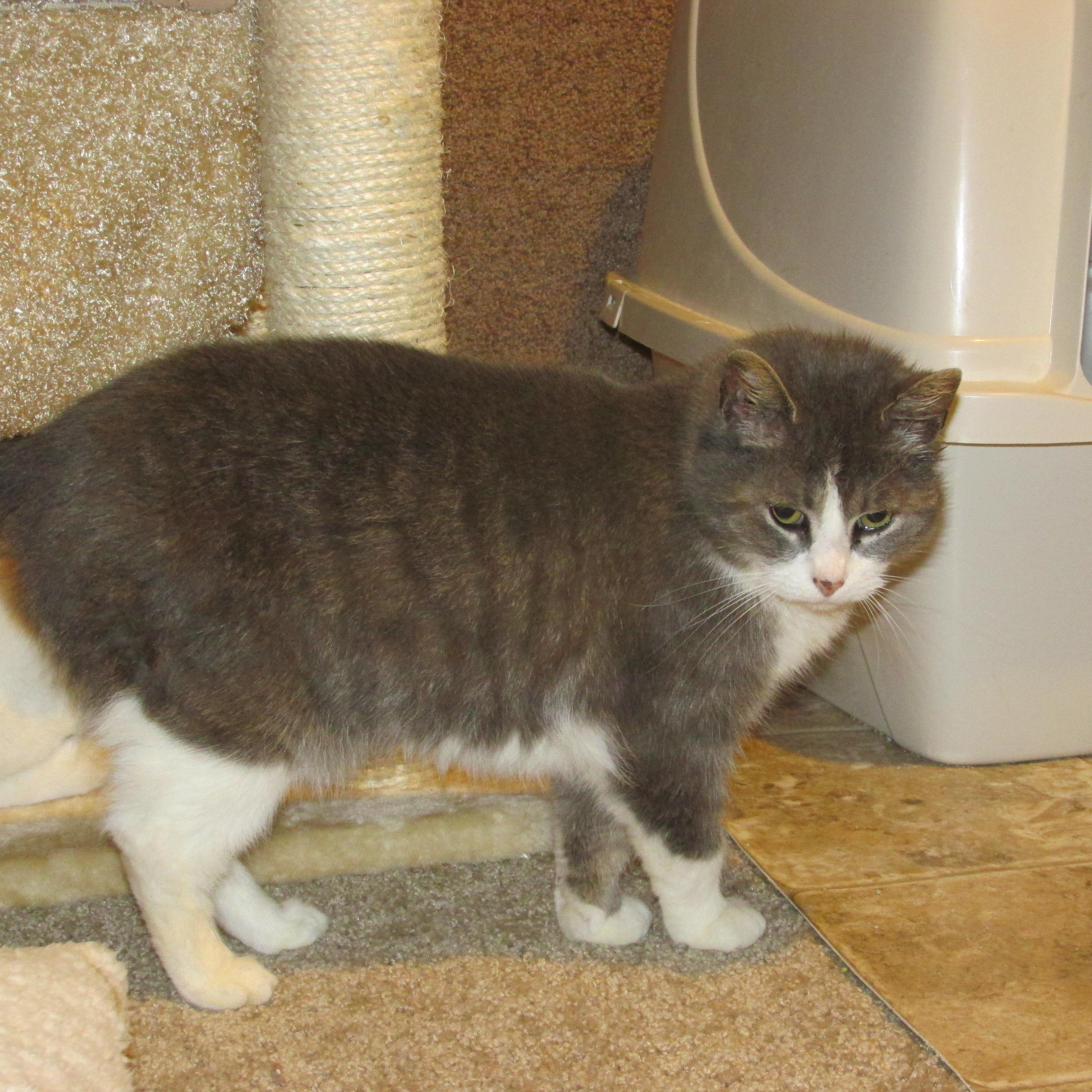 PRINCESS 2, an adoptable Domestic Short Hair, Russian Blue in Sardinia, OH, 45171 | Photo Image 1