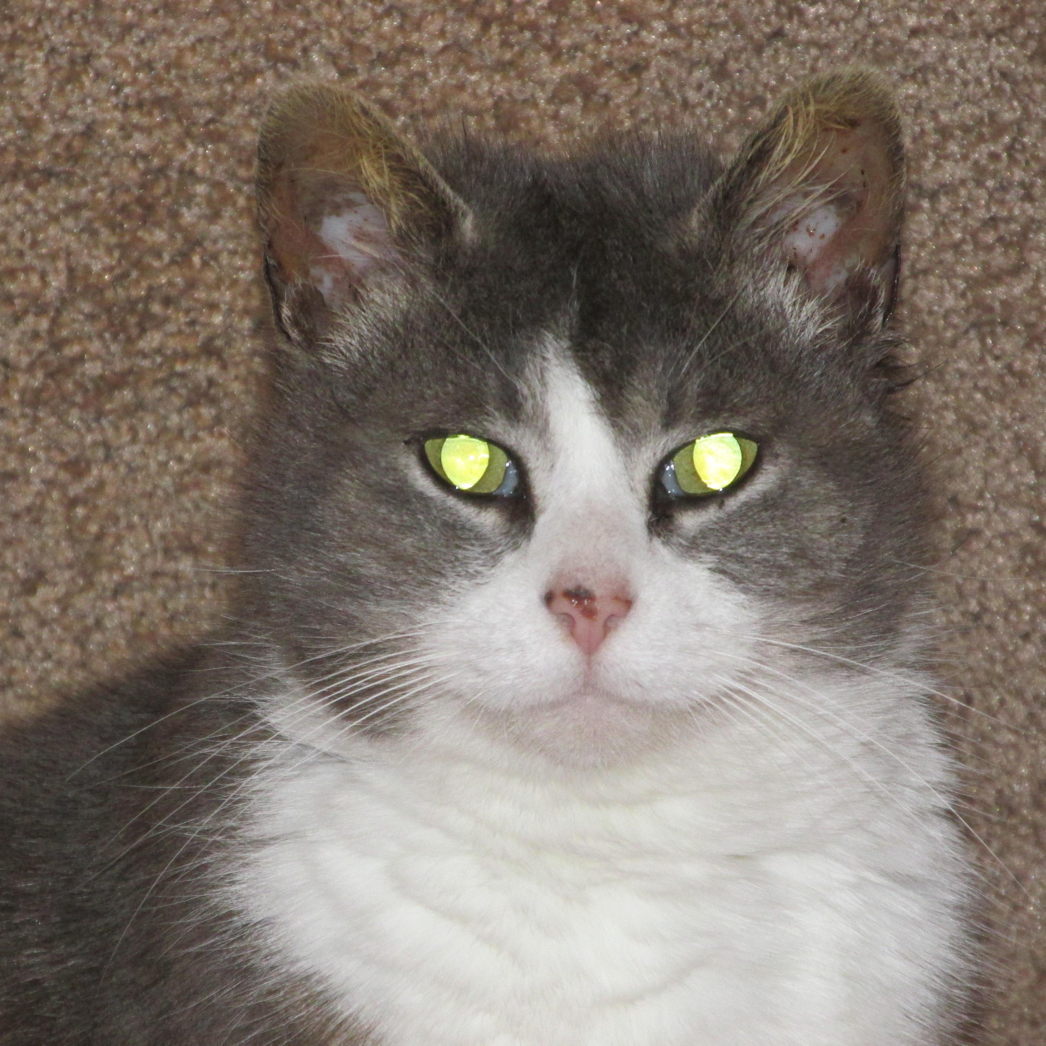 PRINCESS 2, an adoptable Domestic Short Hair, Russian Blue in Sardinia, OH, 45171 | Photo Image 2