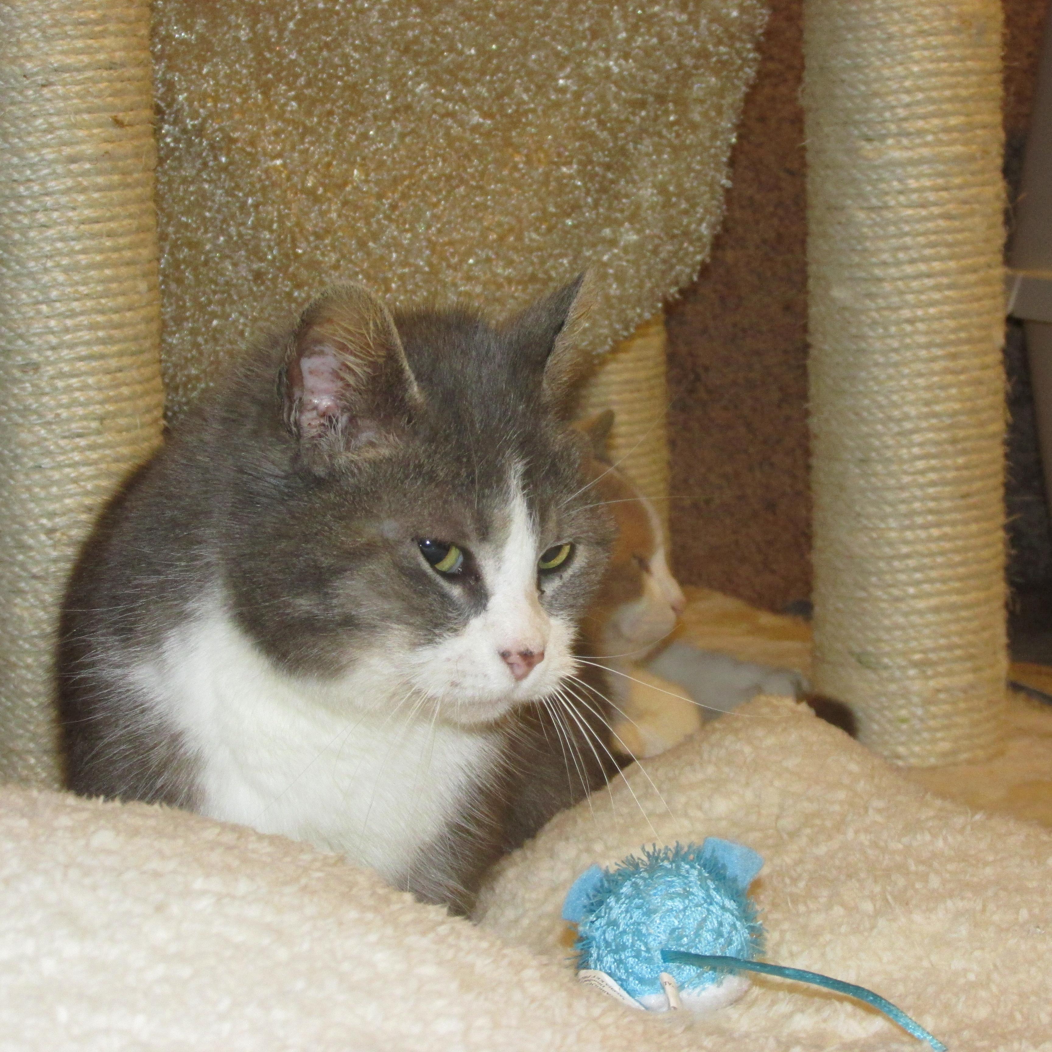 PRINCESS 2, an adoptable Domestic Short Hair, Russian Blue in Sardinia, OH, 45171 | Photo Image 3