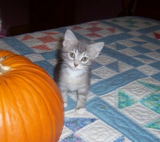 Gwenie-Kitten born Sept 2