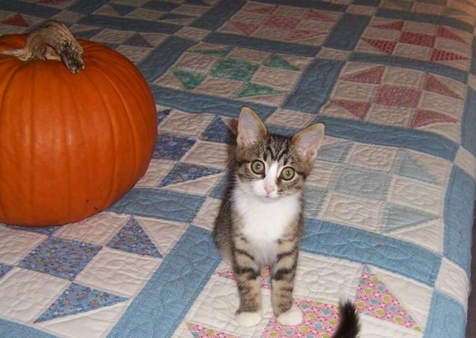 Olive-Kitten born Sept 1