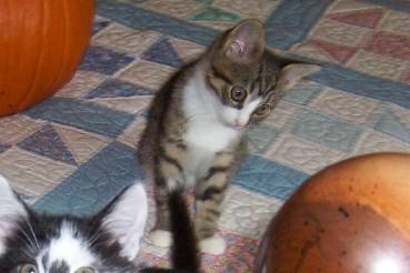 Olive-Kitten born Sept 1 2