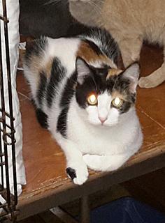 Miche, an adoptable Calico in Philippi, WV, 26416 | Photo Image 1