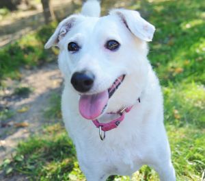Peppermint Penny - affectionate & playful, deaf, quirky girl