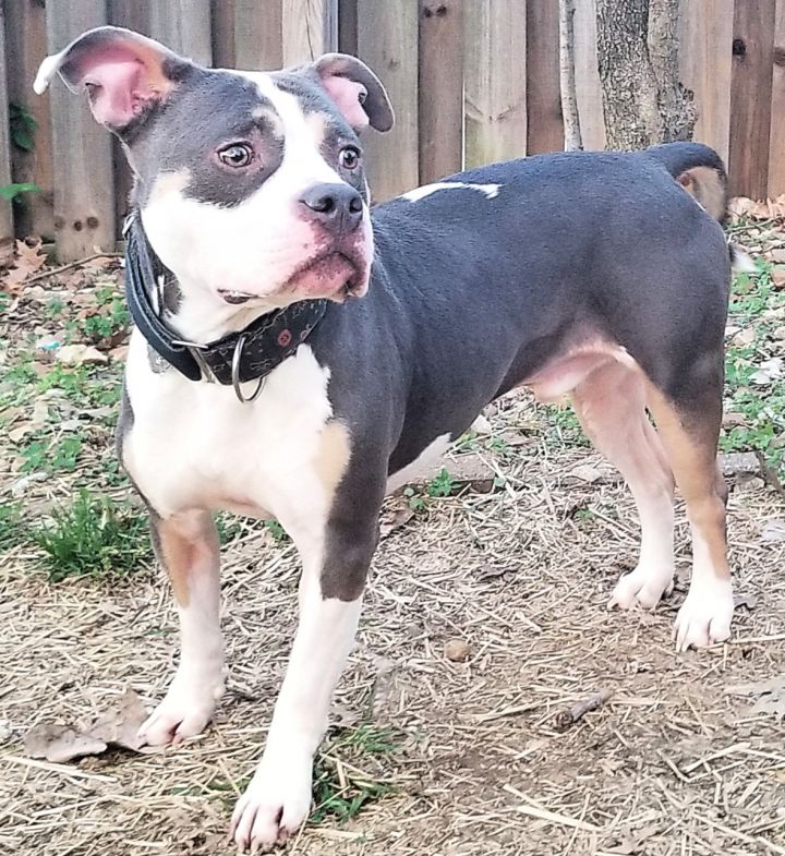 Tri color best sale american staffordshire terrier