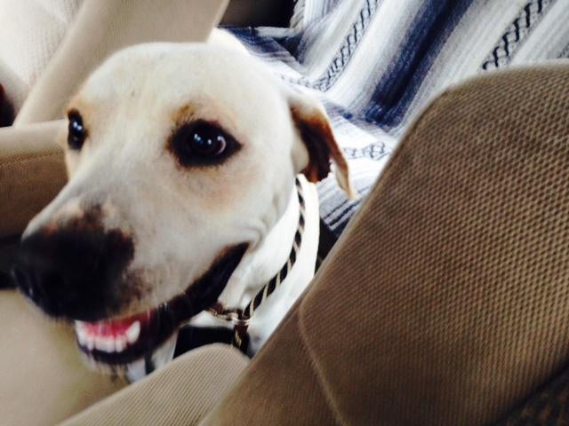Rebel, an adoptable Labrador Retriever, Dalmatian in Smithfield, NC, 27577 | Photo Image 3
