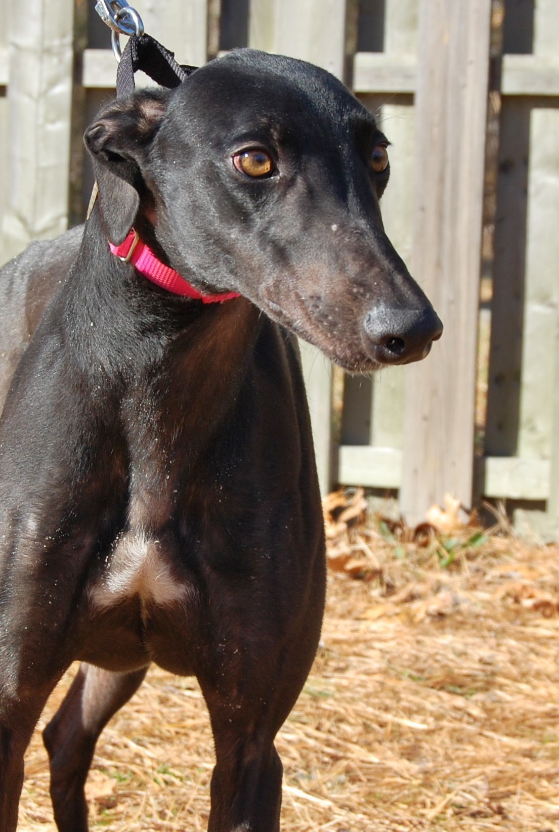 Broadway Johnny, an adoptable Greyhound in Cherry Hill, NJ, 08034 | Photo Image 1