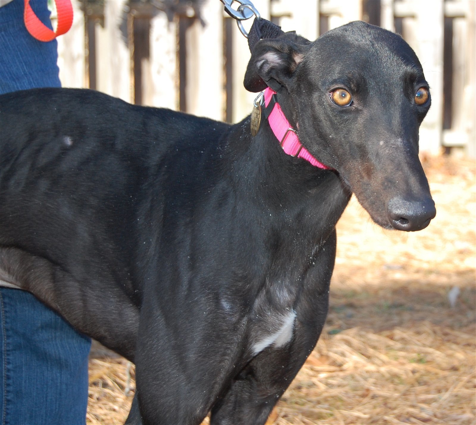 Broadway Johnny, an adoptable Greyhound in Cherry Hill, NJ, 08034 | Photo Image 2
