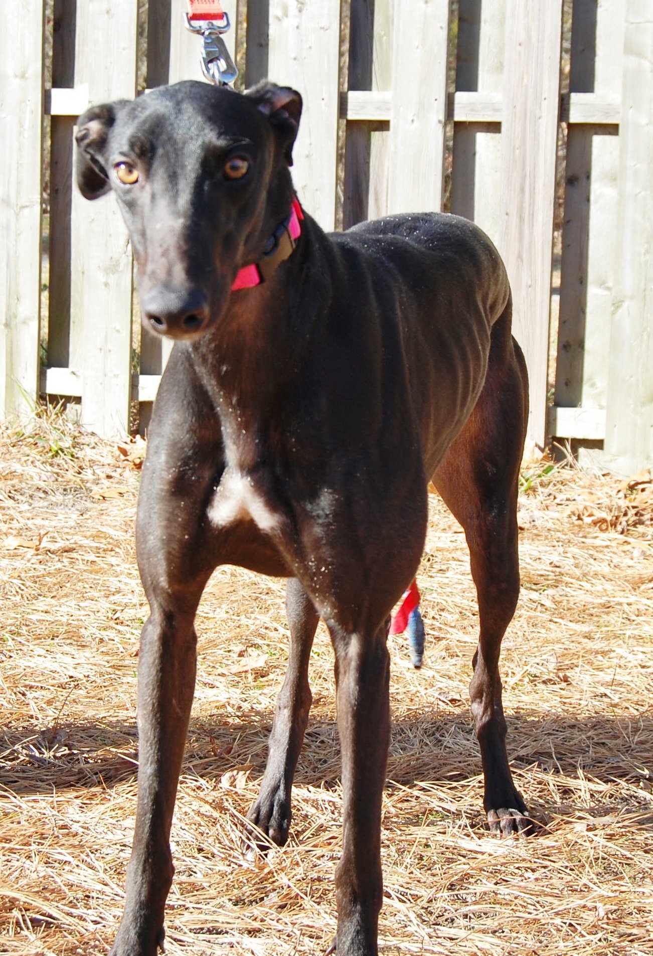 Broadway Johnny, an adoptable Greyhound in Cherry Hill, NJ, 08034 | Photo Image 3