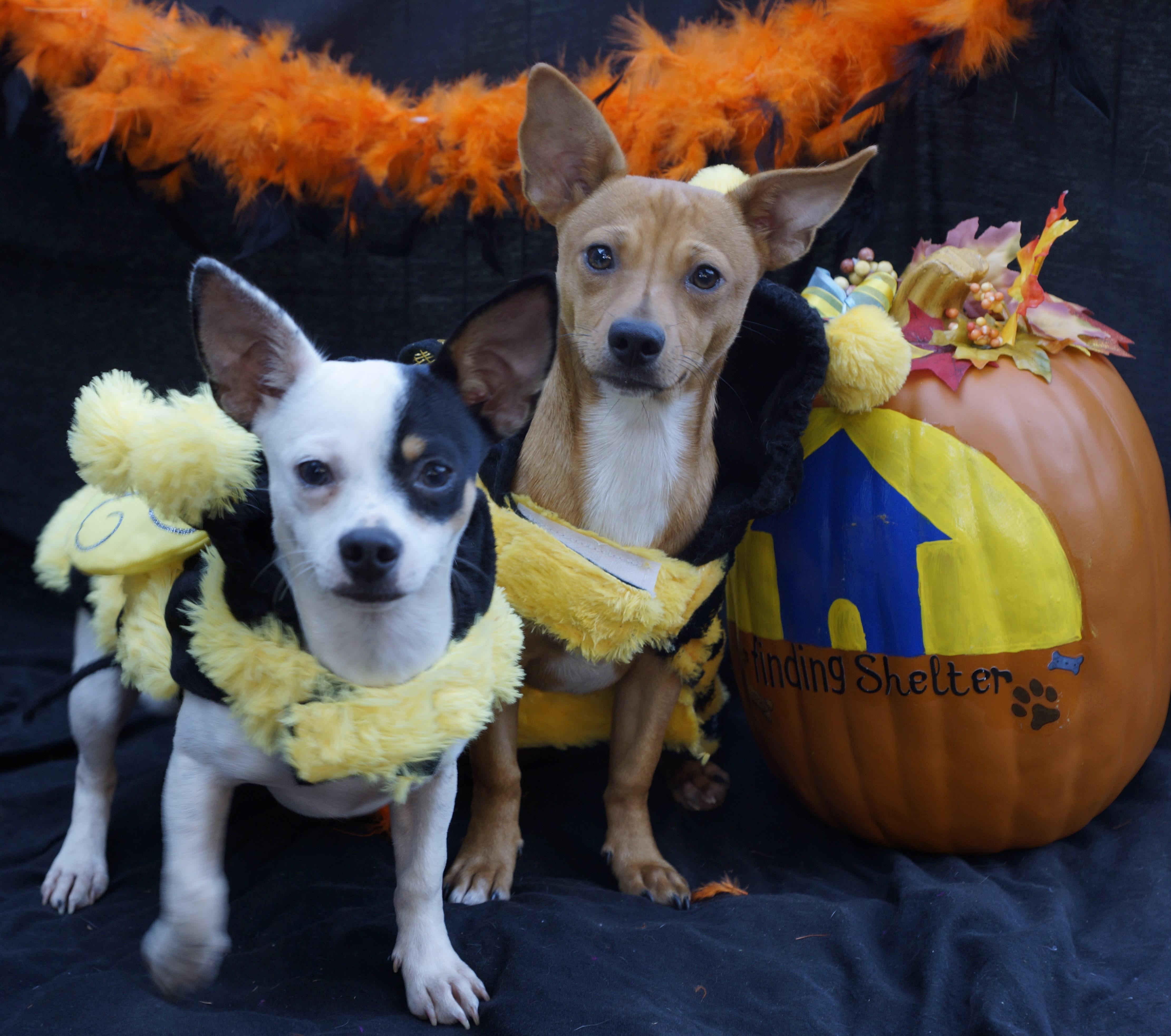 Snickers and Spot, an adoptable Dachshund, Chihuahua in Norristown, PA, 19401 | Photo Image 2