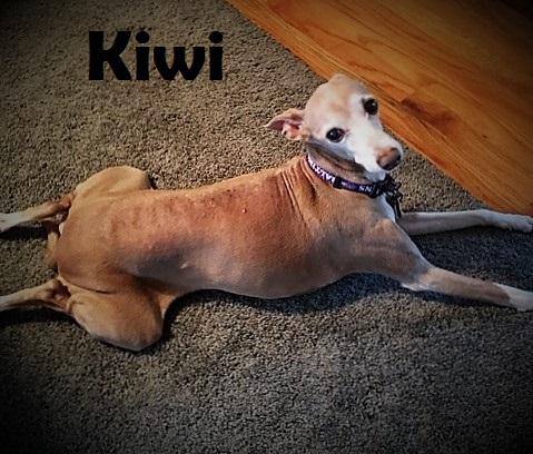 Kiwi 1