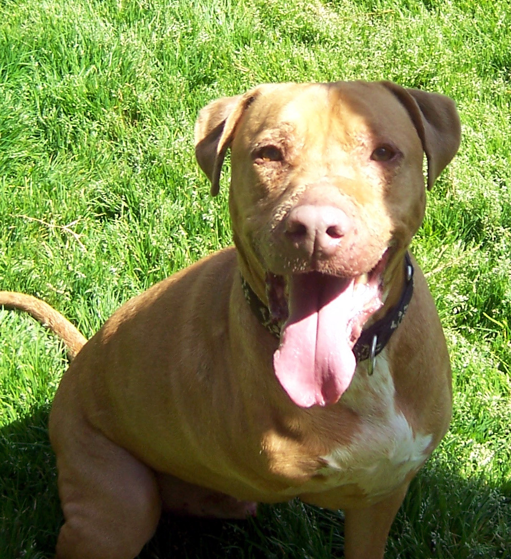 Buster, an adoptable Pit Bull Terrier, Labrador Retriever in Siler City, NC, 27344 | Photo Image 2