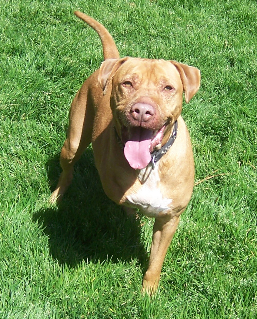 Buster, an adoptable Pit Bull Terrier, Labrador Retriever in Siler City, NC, 27344 | Photo Image 1
