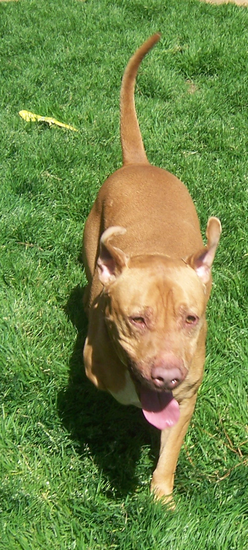 Buster, an adoptable Pit Bull Terrier, Labrador Retriever in Siler City, NC, 27344 | Photo Image 3