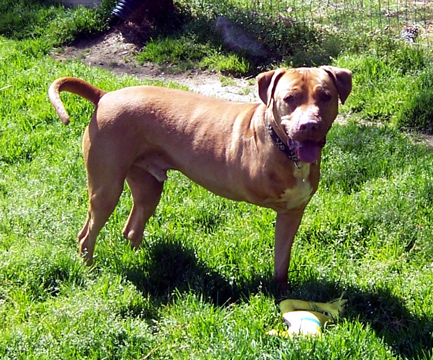 Buster, an adoptable Pit Bull Terrier, Labrador Retriever in Siler City, NC, 27344 | Photo Image 4