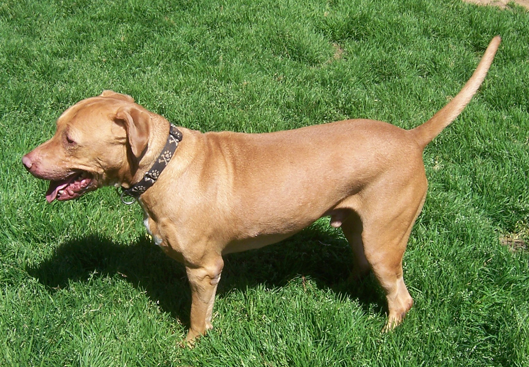 Buster, an adoptable Pit Bull Terrier, Labrador Retriever in Siler City, NC, 27344 | Photo Image 5