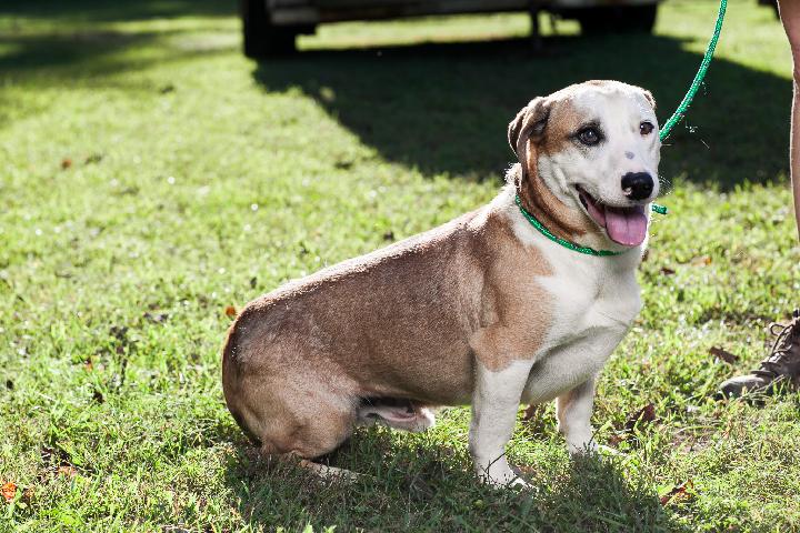 Dog For Adoption Haji A Basset Hound Corgi Mix In Marion Nc