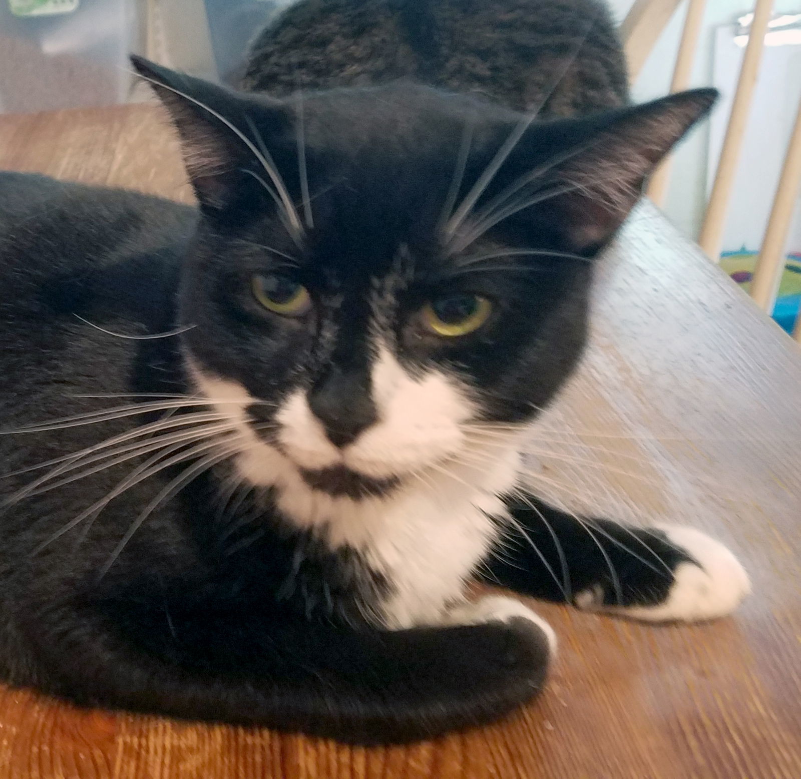 Spot, an adoptable Domestic Short Hair in Philadelphia, PA, 19111 | Photo Image 1