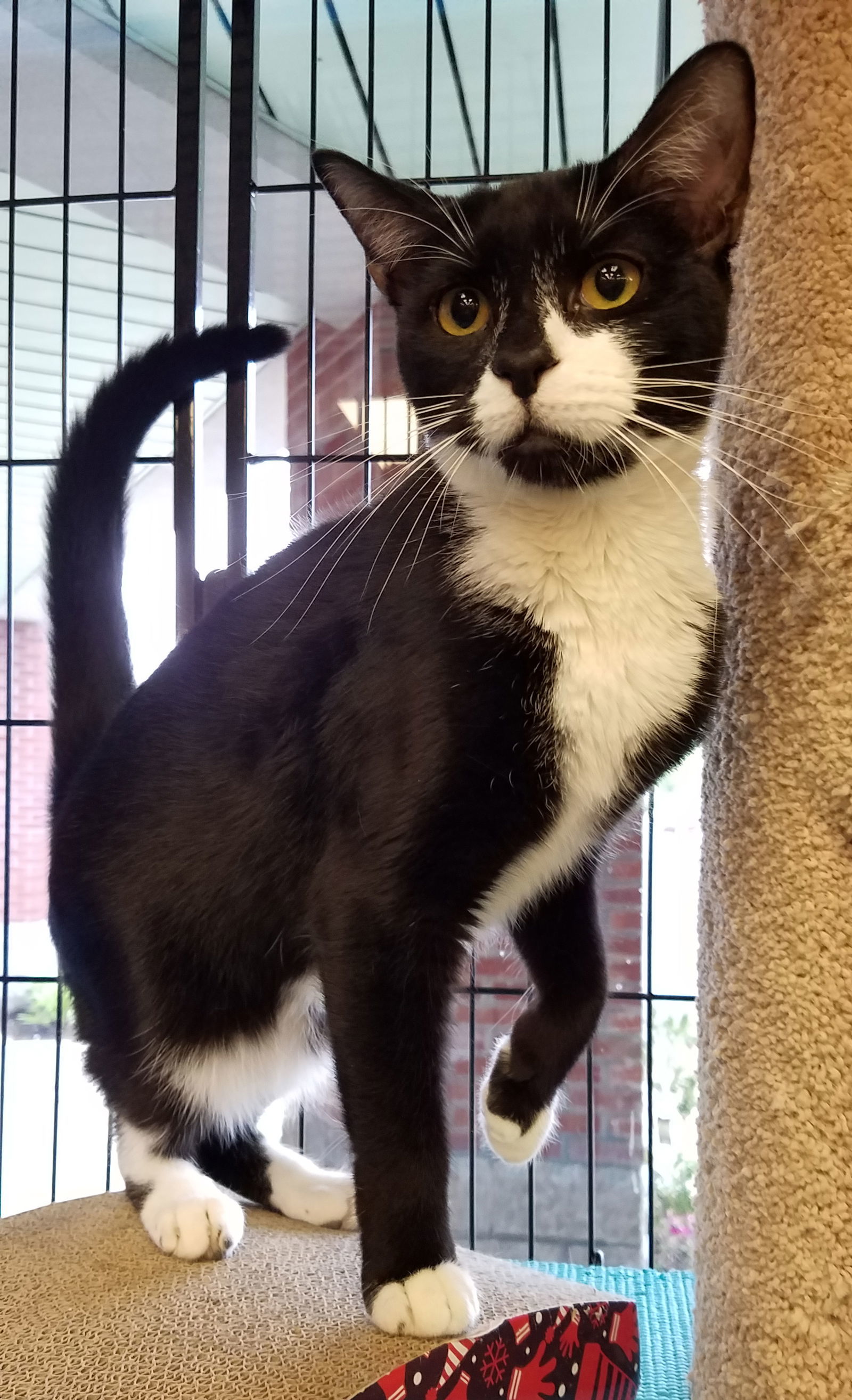 Spot, an adoptable Domestic Short Hair in Philadelphia, PA, 19111 | Photo Image 2