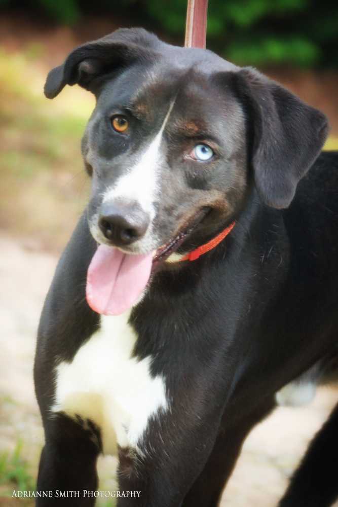Carson Dukes, an adoptable Border Collie, Hound in Barnesville, GA, 30204 | Photo Image 2