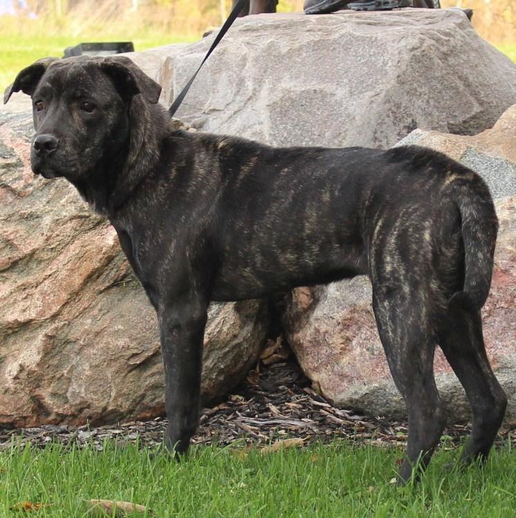 Basia, an adoptable Labrador Retriever, Mastiff in Eaton, OH, 45320 | Photo Image 3