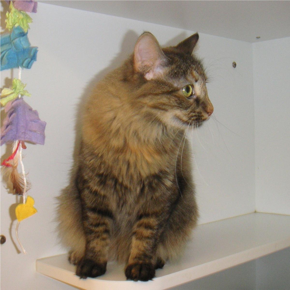 Bobbie, an adoptable Torbie in Arlington Heights, IL, 60006 | Photo Image 1