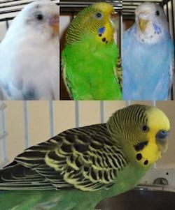 adoption - Shelter Parakeet 