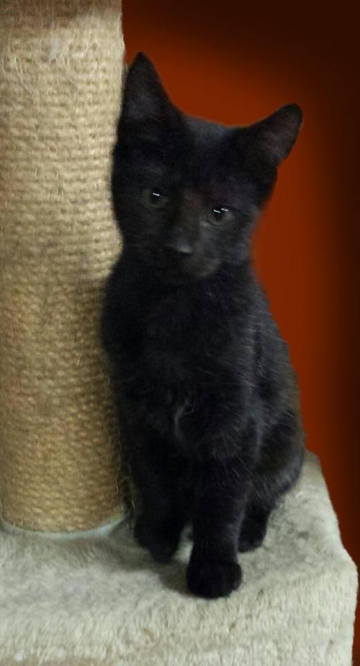 Skunk ADOPTED:), an adopted Domestic Short Hair in Waverly, IA_image-2