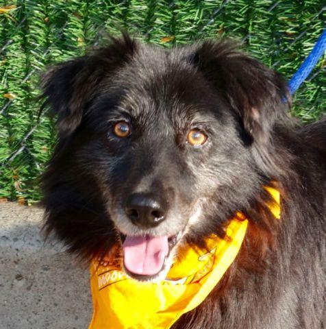 Zazu Flat Coat BCx, an adoptable Border Collie, Flat-Coated Retriever in New York, NY, 10028 | Photo Image 2