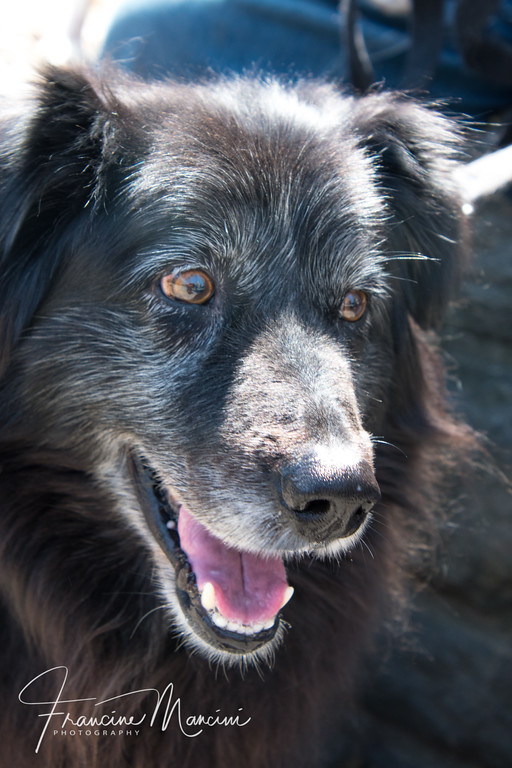 Zazu Flat Coat BCx, an adoptable Border Collie, Flat-Coated Retriever in New York, NY, 10028 | Photo Image 3