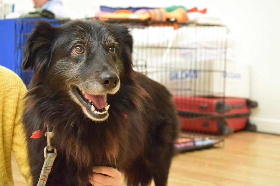 Zazu Flat Coat BCx, an adoptable Border Collie, Flat-Coated Retriever in New York, NY, 10028 | Photo Image 1