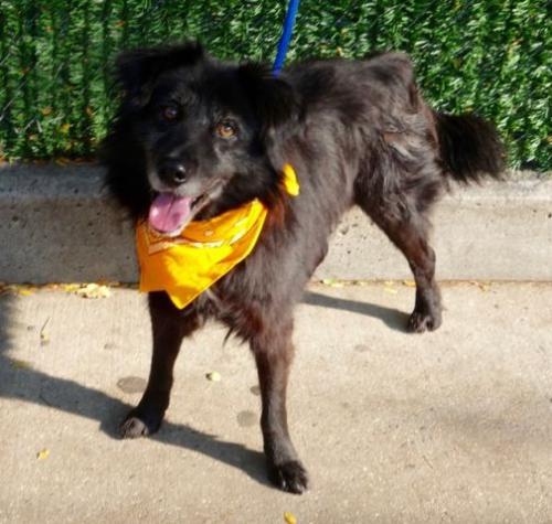 Zazu Flat Coat BCx, an adoptable Border Collie, Flat-Coated Retriever in New York, NY, 10028 | Photo Image 4