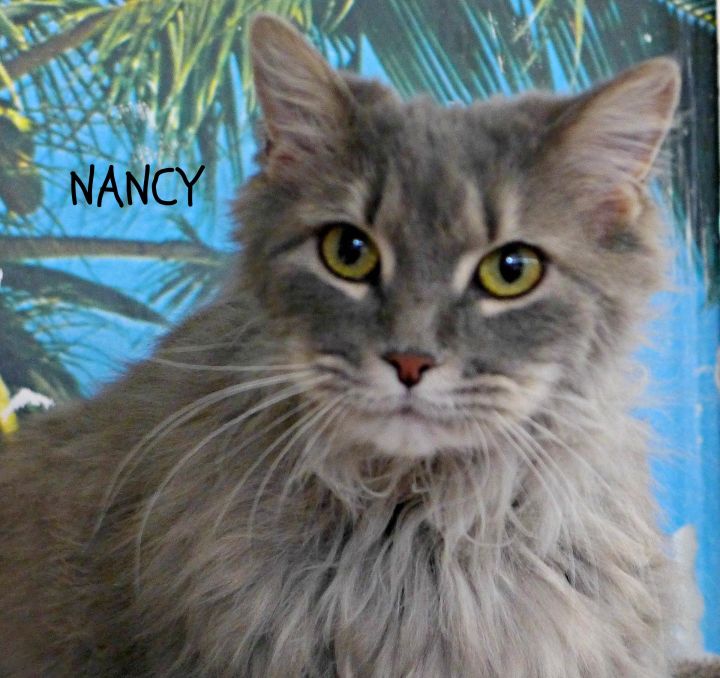 Cat For Adoption Nancy A Domestic Long Hair Tabby Mix In