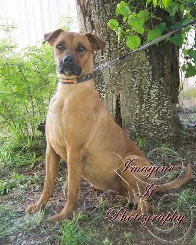 Lola, an adoptable Boxer in Blanchard, OK, 73010 | Photo Image 1