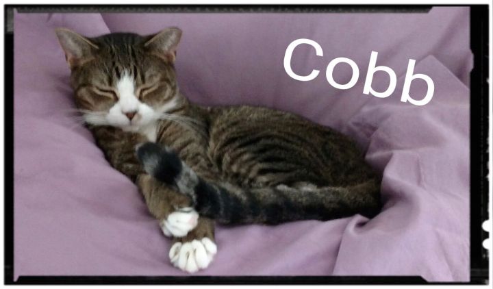 Cobb 5
