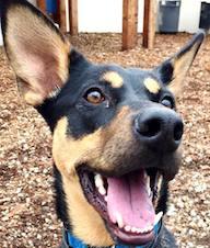 Romy, an adopted German Shepherd Dog Mix in Petaluma, CA_image-1